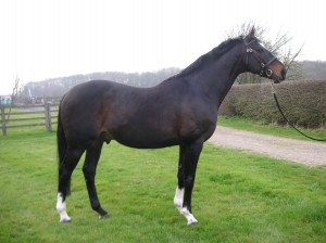 Mill Law - Eventing Stallion